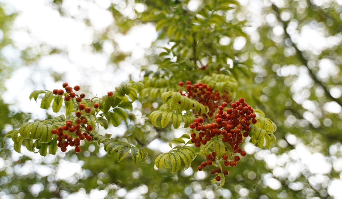A Beginner's Guide to Planting a Native British Hedge
