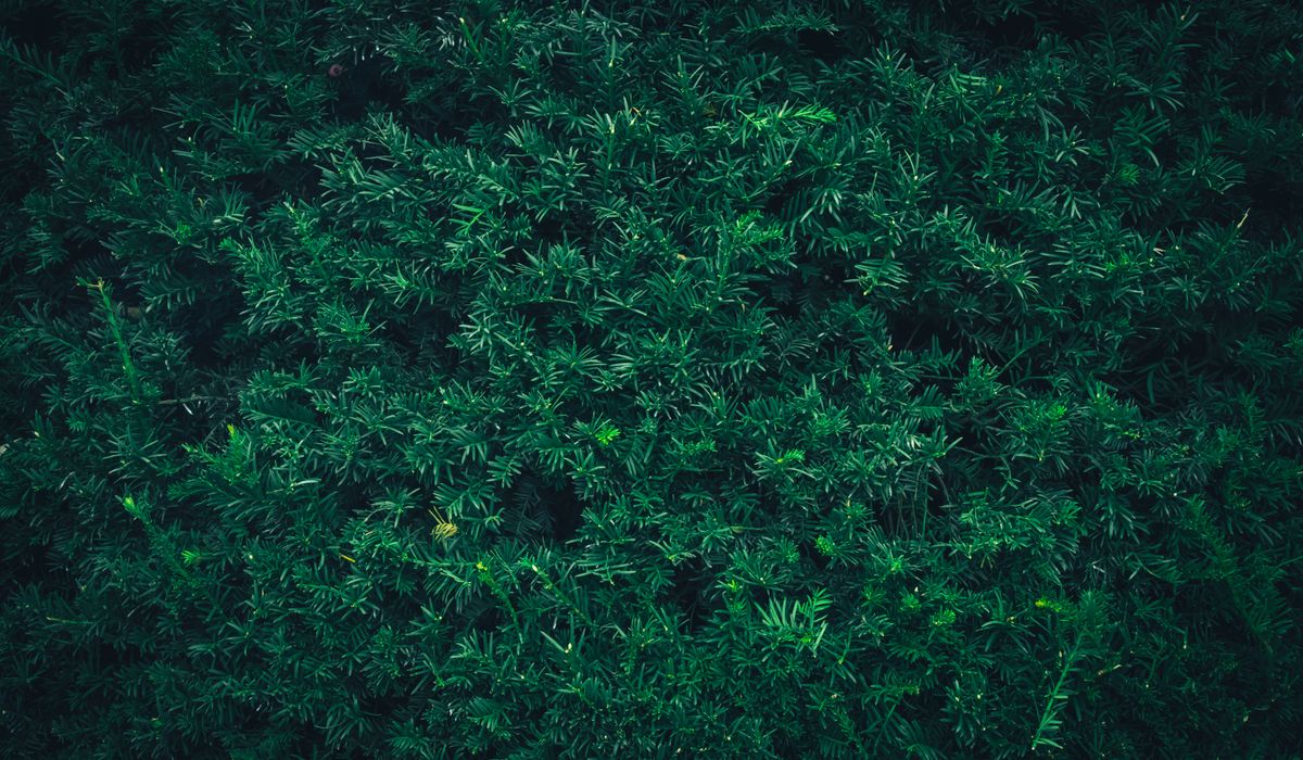 A Seasonal Guide to Tree Care Through the Year