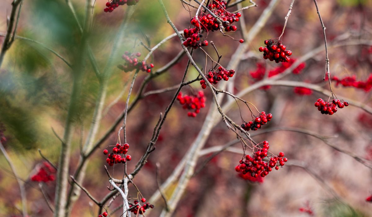 Attracting Garden Birds with Native Trees and Shrubs