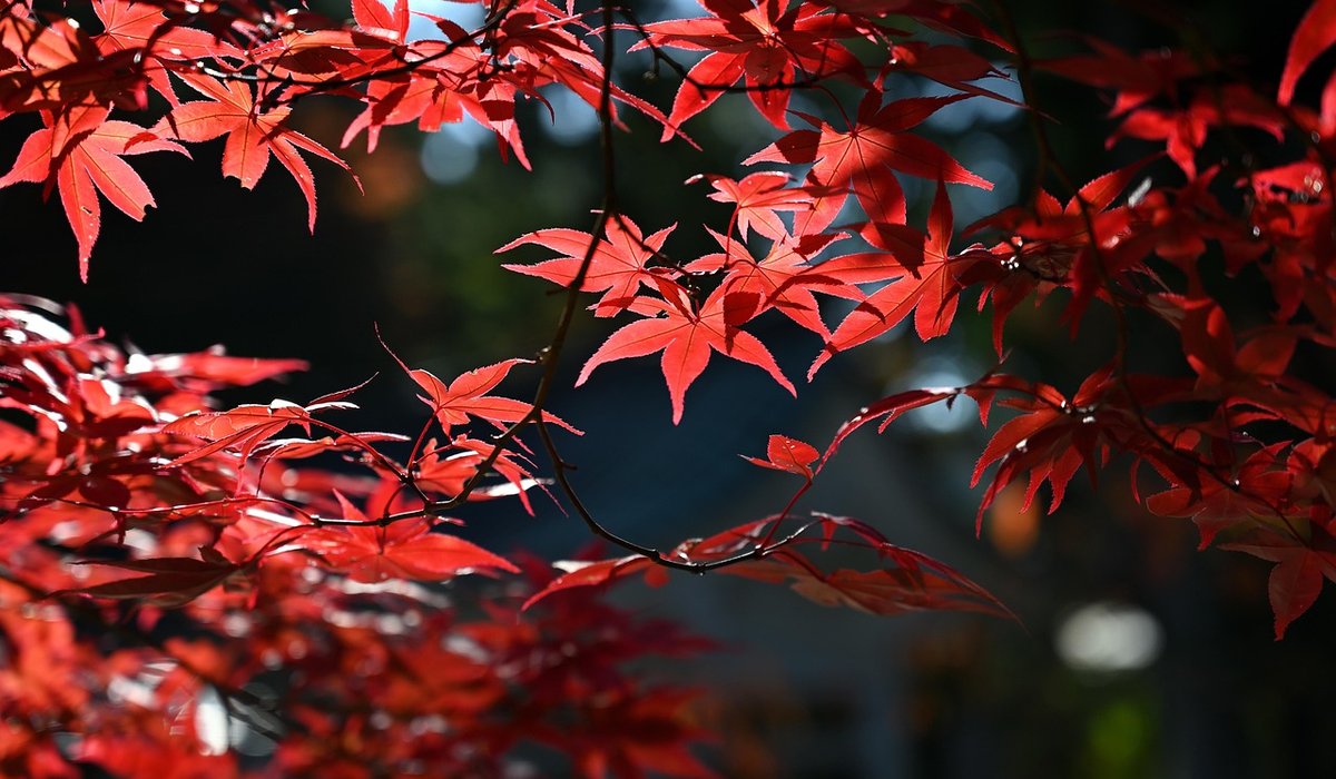 Caring for Young Saplings During Dry Spells