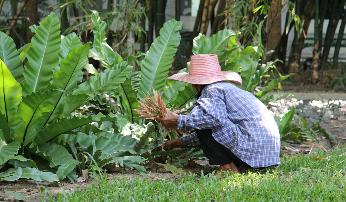 How to Collect and Store Tree Seeds