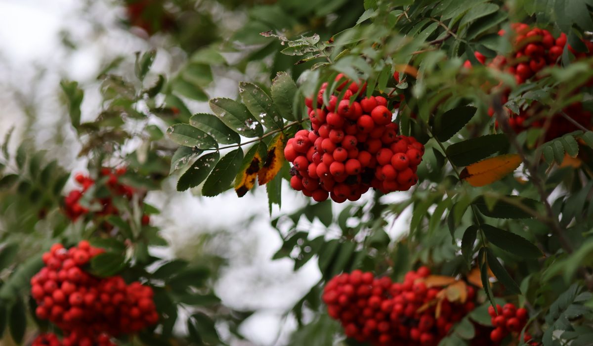 How to Identify Rowan Trees by Bark, Leaves and Berries