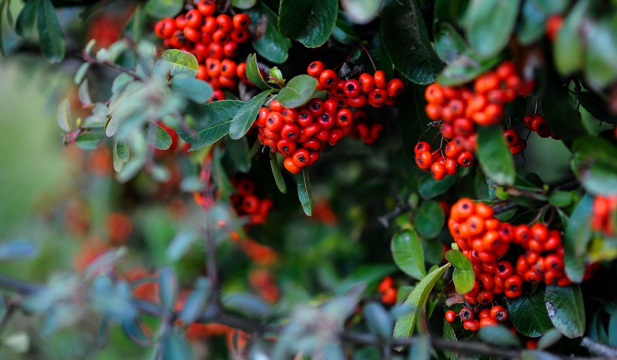 Identifying Common British Trees by Their Leaves