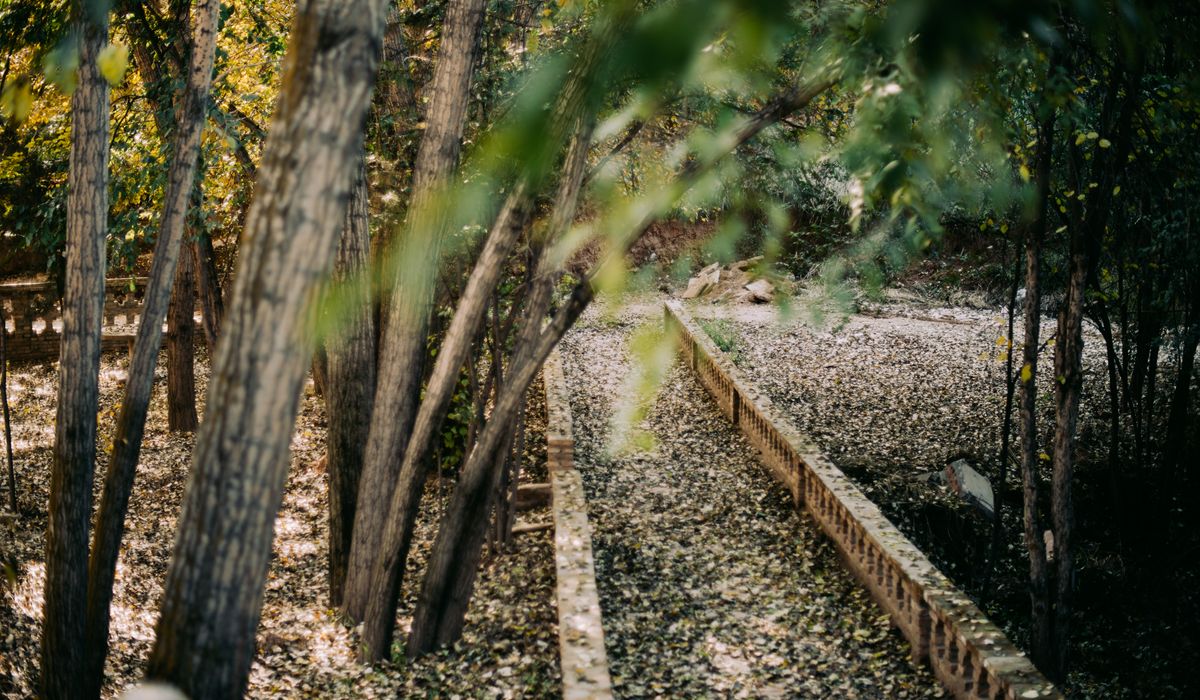 Pruning Young Trees Correctly for Strong Healthy Growth