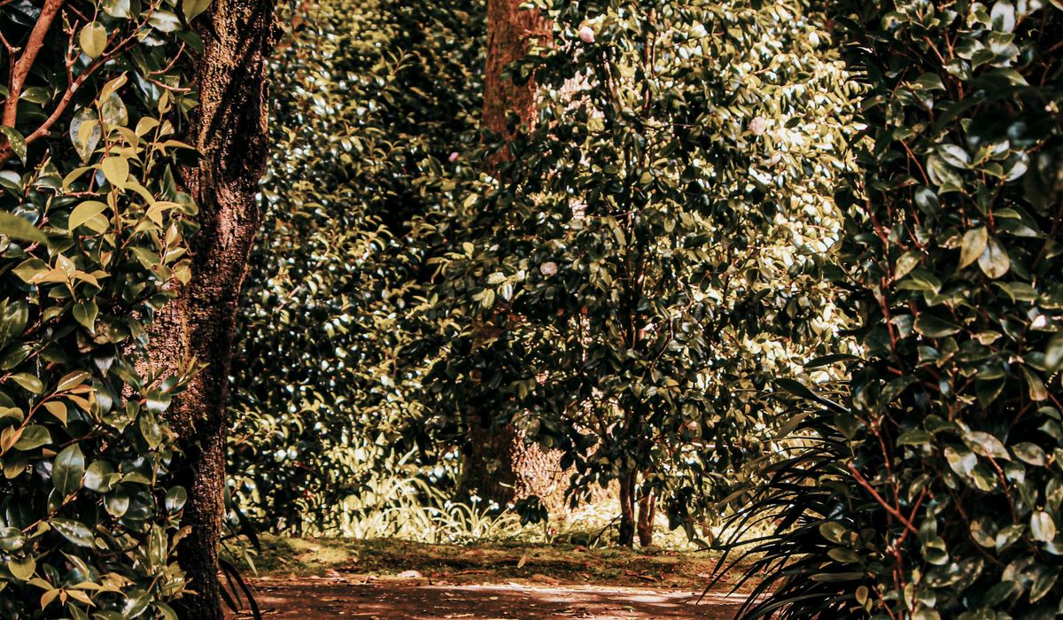 The Best Native Climbers for North-Facing Garden Walls