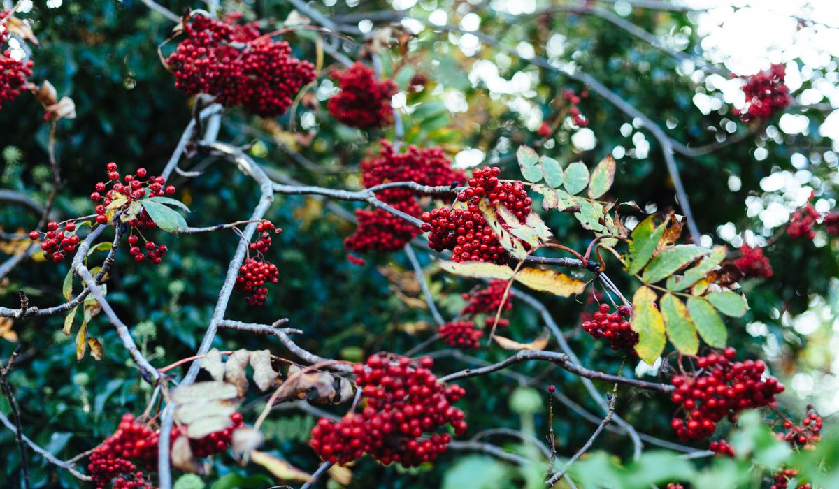 Which Wild Berries Are Safe to Forage in Autumn