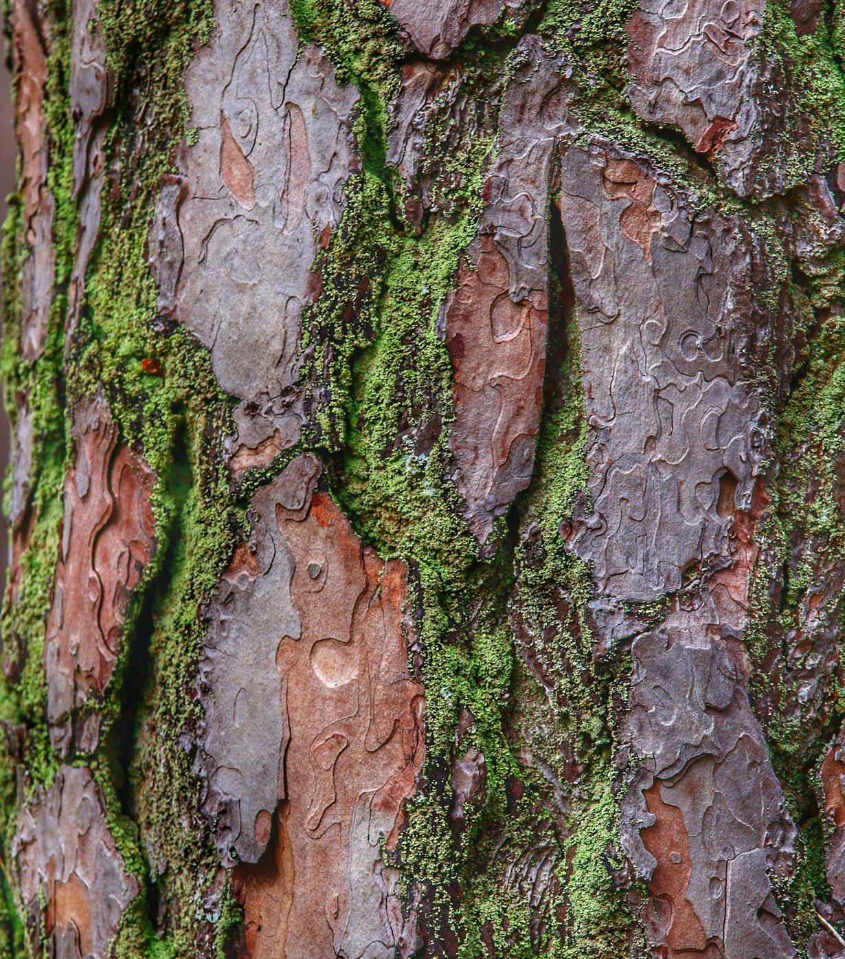 The Rowan Leaf