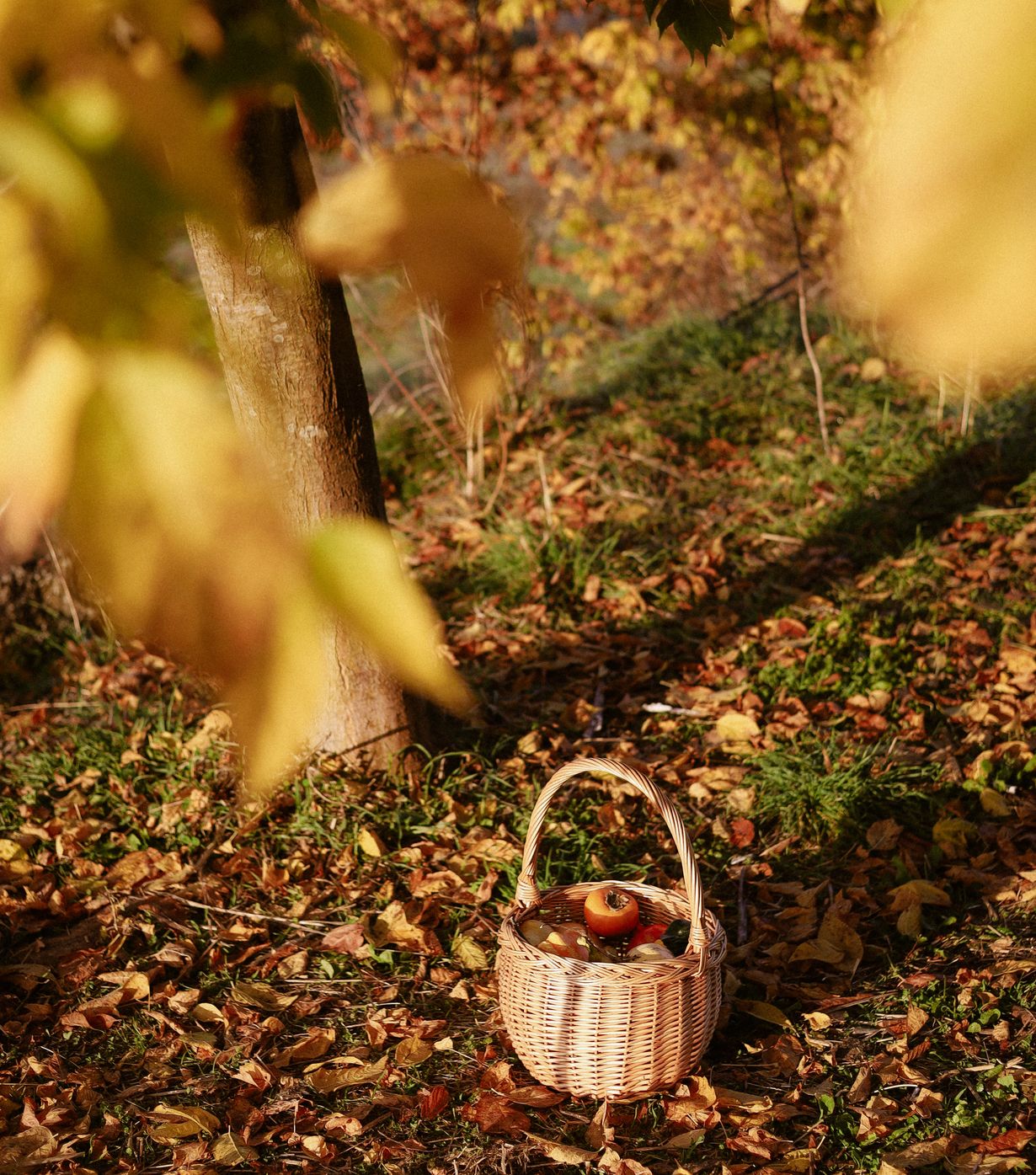 The Rowan Leaf