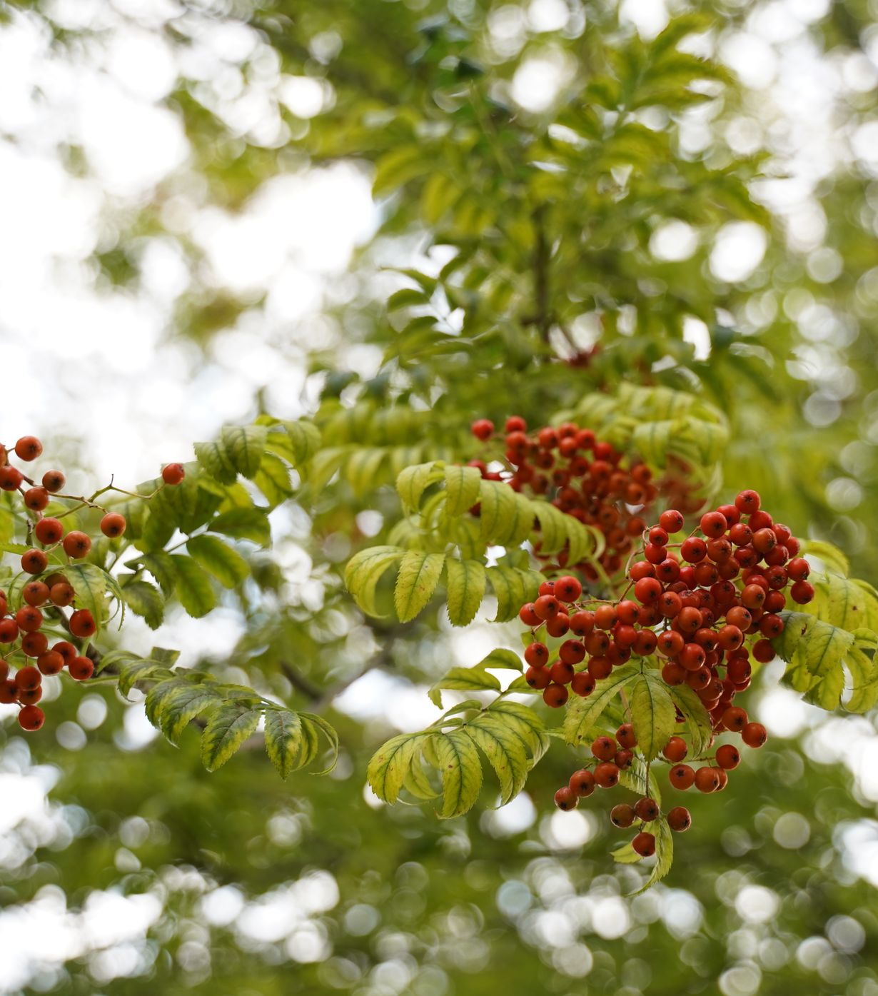 The Rowan Leaf