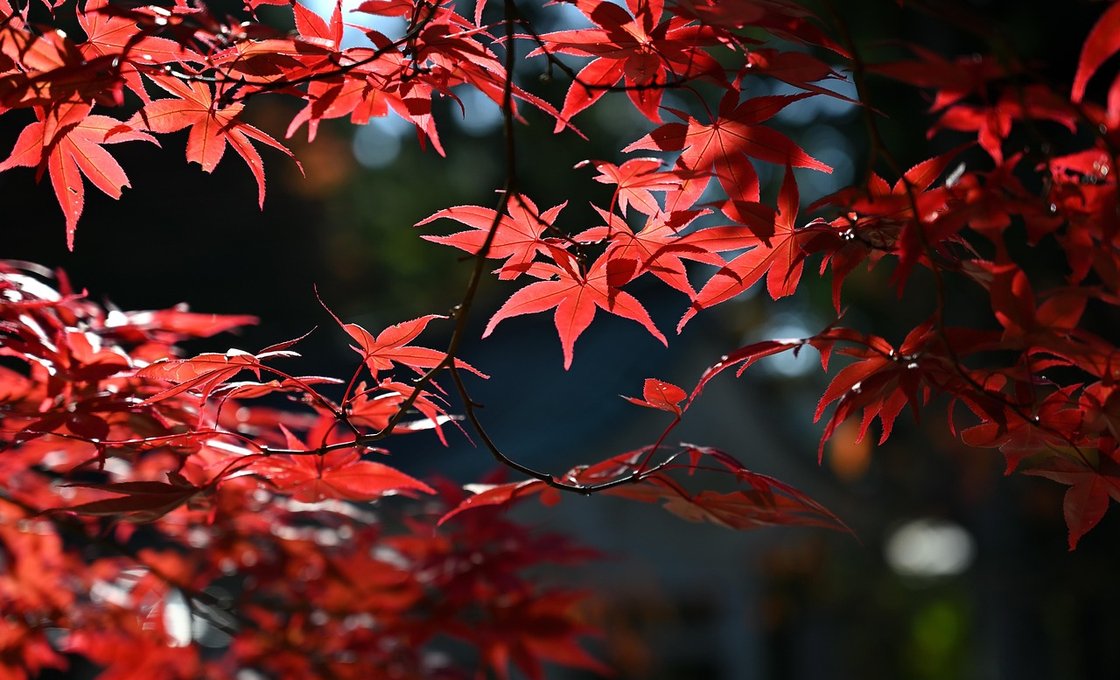The Rowan Leaf