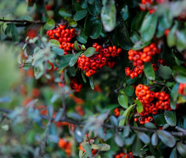 The Rowan Leaf